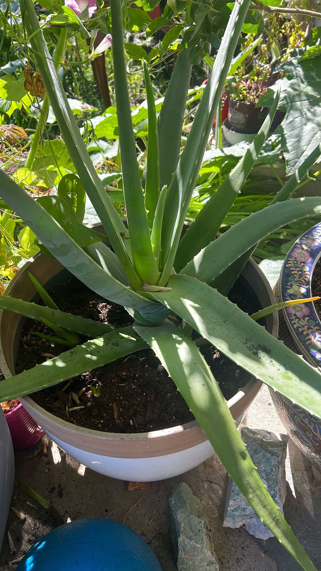 Big Aloe Vera