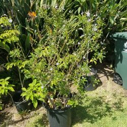 Potted Plant*Blooming as of 9/23/25*