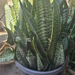 Snake plant