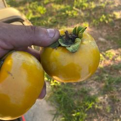 Persimos 10 Por 5 Dólares