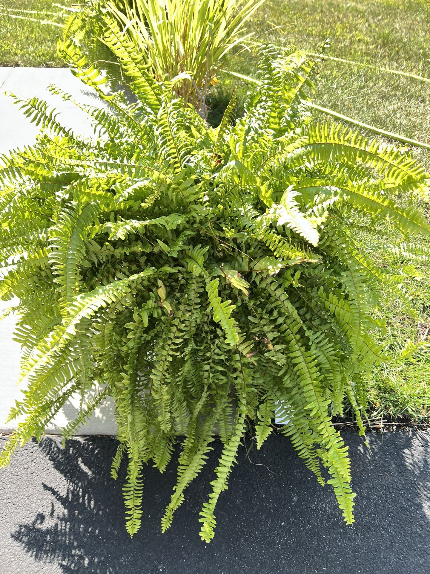 Indoor /outdoor Plants -Topiary Trees W Planter, Bikes,etc   