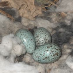 Raven Eggs