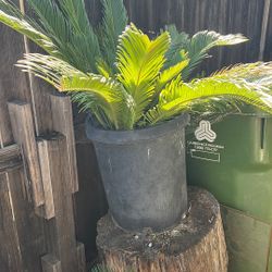 Sago palm
