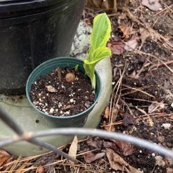 Variegated Hosta ( Pls Read Description Below)