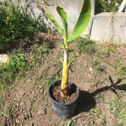 blue java banana plant tree good fruit