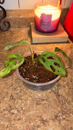 Small Monstera Adansonii plant