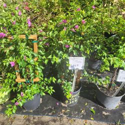 Bouganvilleas Trellis/ Bushes 