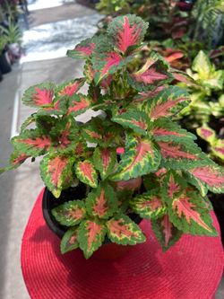 Beautiful Coleus Plant Outdoor