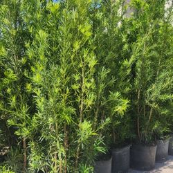 Spectacular Podocarpus Plants For Privacy!!! About 6 Feet Tall! Fertilized 