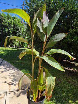 Cannaly Lilly Plant