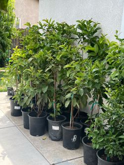 Plantas de guallabos disponibles
