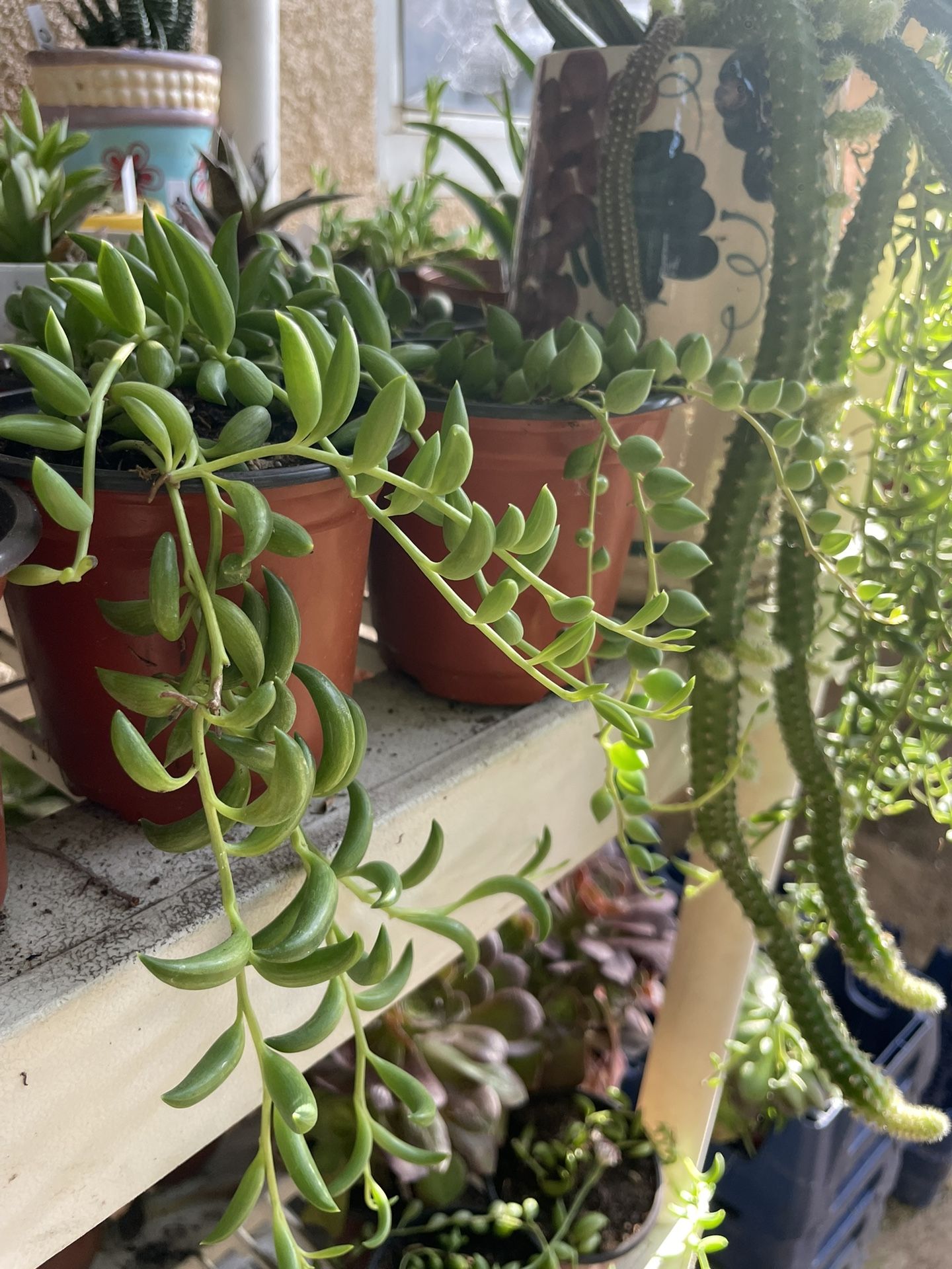 Succulents Plants 🪴 4”inch Pot