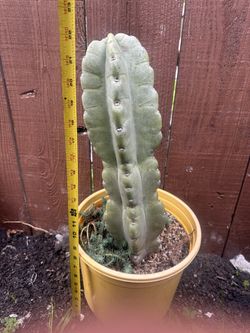 Cactus/cacti Plant 