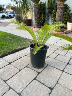 Sago palms