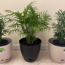 Out door plants with outside pot to hold water and keep it clean