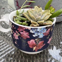 Succulent Arrangement In Floral Mug