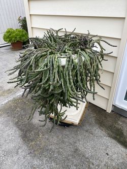 Stapelia/ Star Fish Plant,