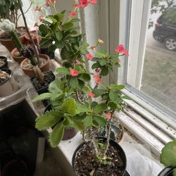 Crown Thorns Plants 