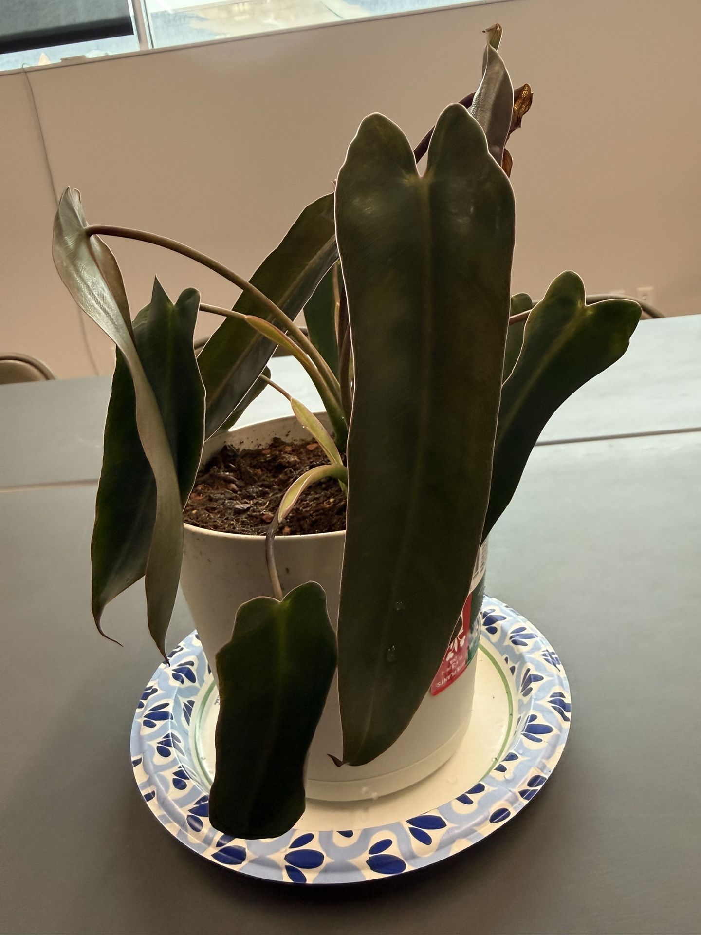 Spiritu Sancti Philodendron B