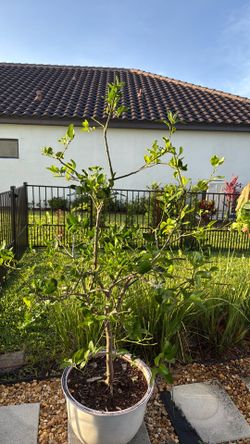 Lime Tree