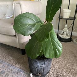 Fiddle Leaf Fig Plant