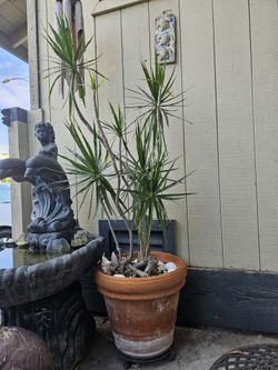 5ft Bonsai Dracaena Marginata Character Dragon Tree in Vintage Clay Planter