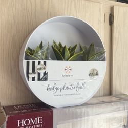 Succulent In Planter  New 