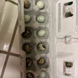 Quail Eggs/ Quail Wings