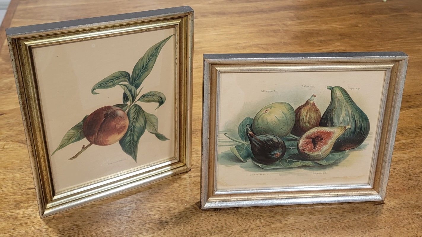 Vintage Boho Botanical Antique Fig & Nectarines Illustration Wall Gallery Set