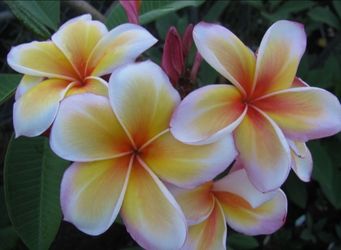 YELLOW SPLASH ROOTED CUTTING PLUMERIA PLANT - 20" - 2 TIPS