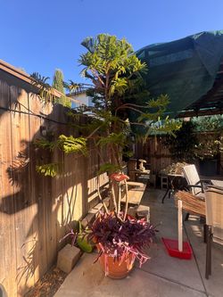 9’ pine tree