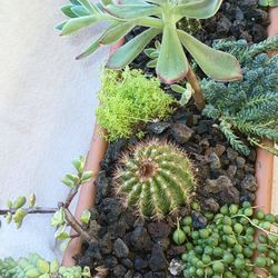 Cactus And Succulents Plant.