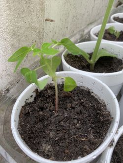 Papaya (fruta bomba)