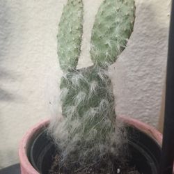 Opuntia Snow Fuzzy