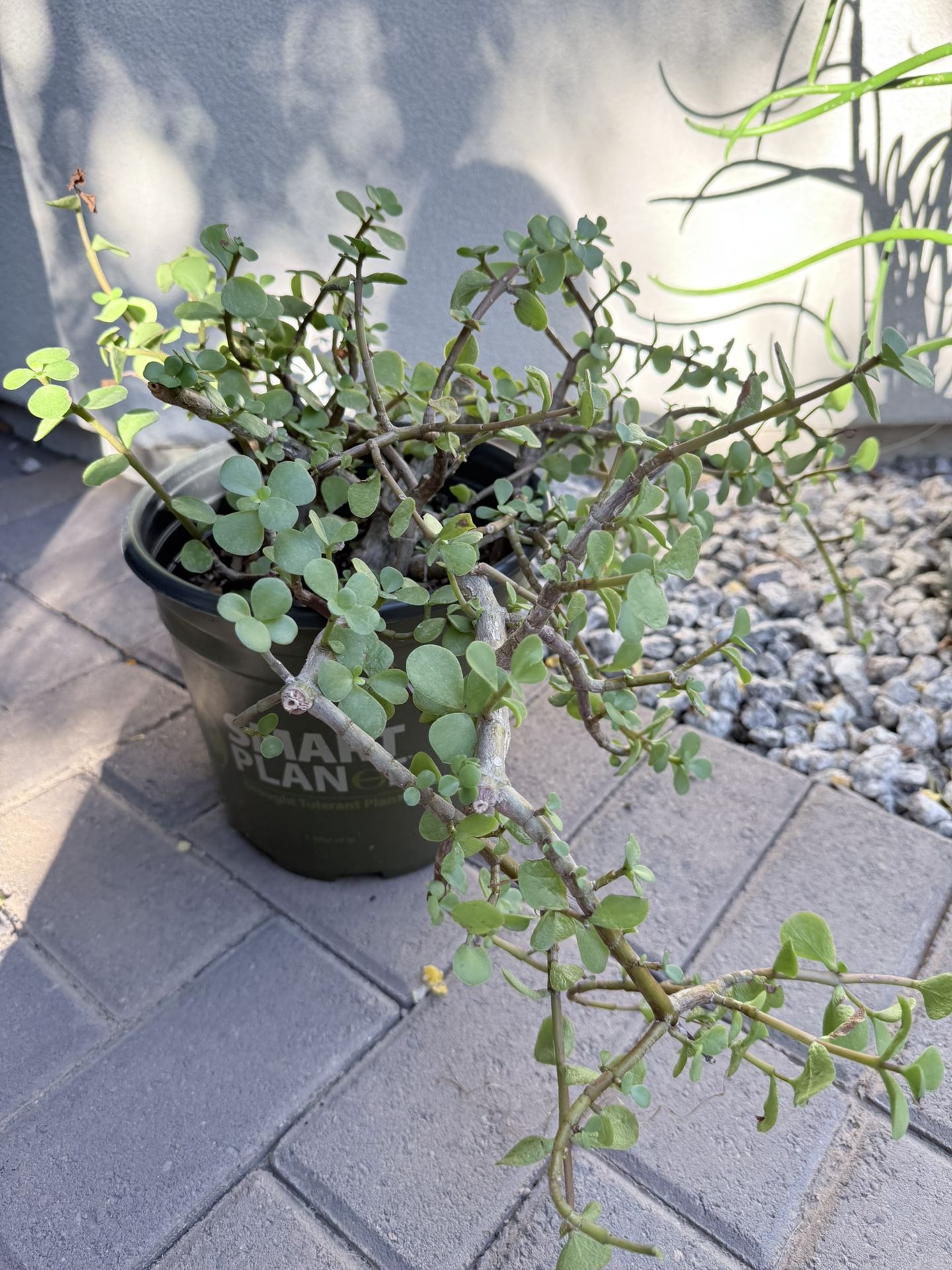 Mammoth Elephant Food Plant