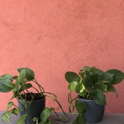 Indoor Plants
