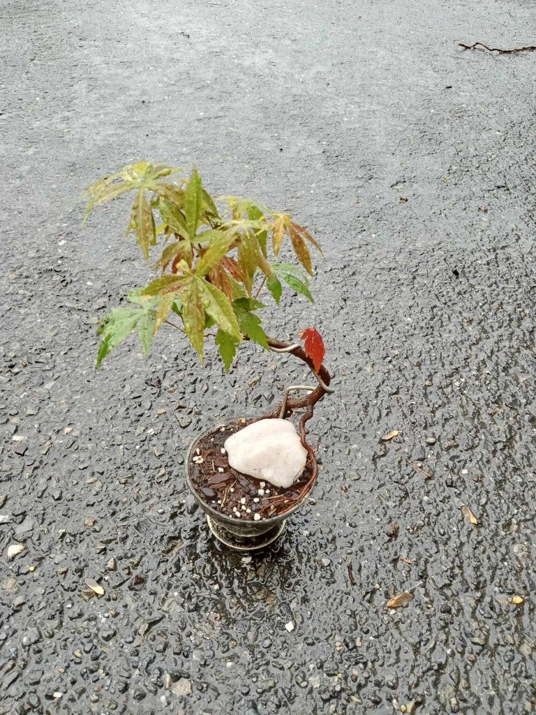 Japanese maple bonsai 