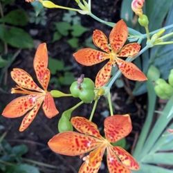 Rare Orchid Iris seeds