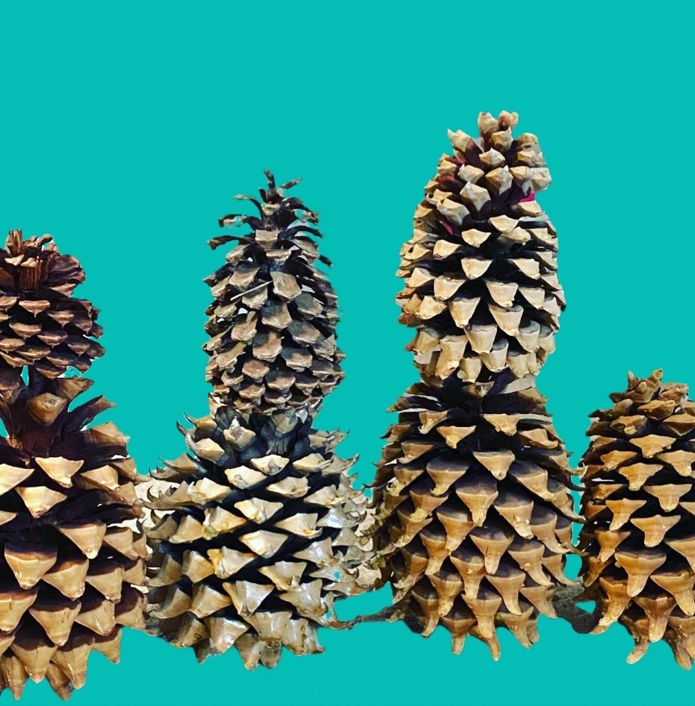 Giant Pine Cone