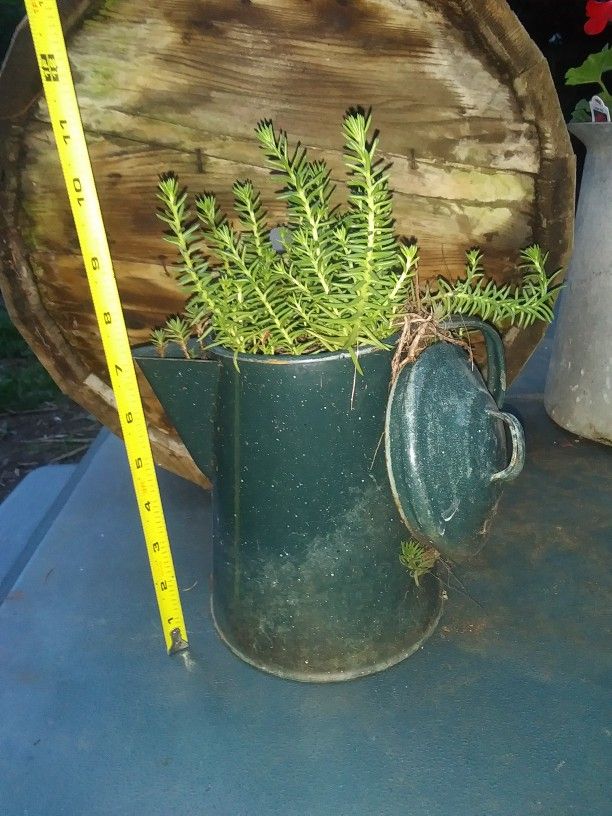 Vintage Kettle Full Of Succulents