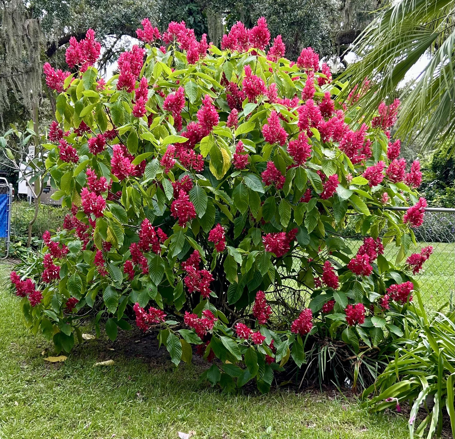 Brazilian Red Cloak Plants