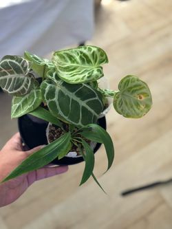 Anthurium Bundle from Wuhoo Tropicals