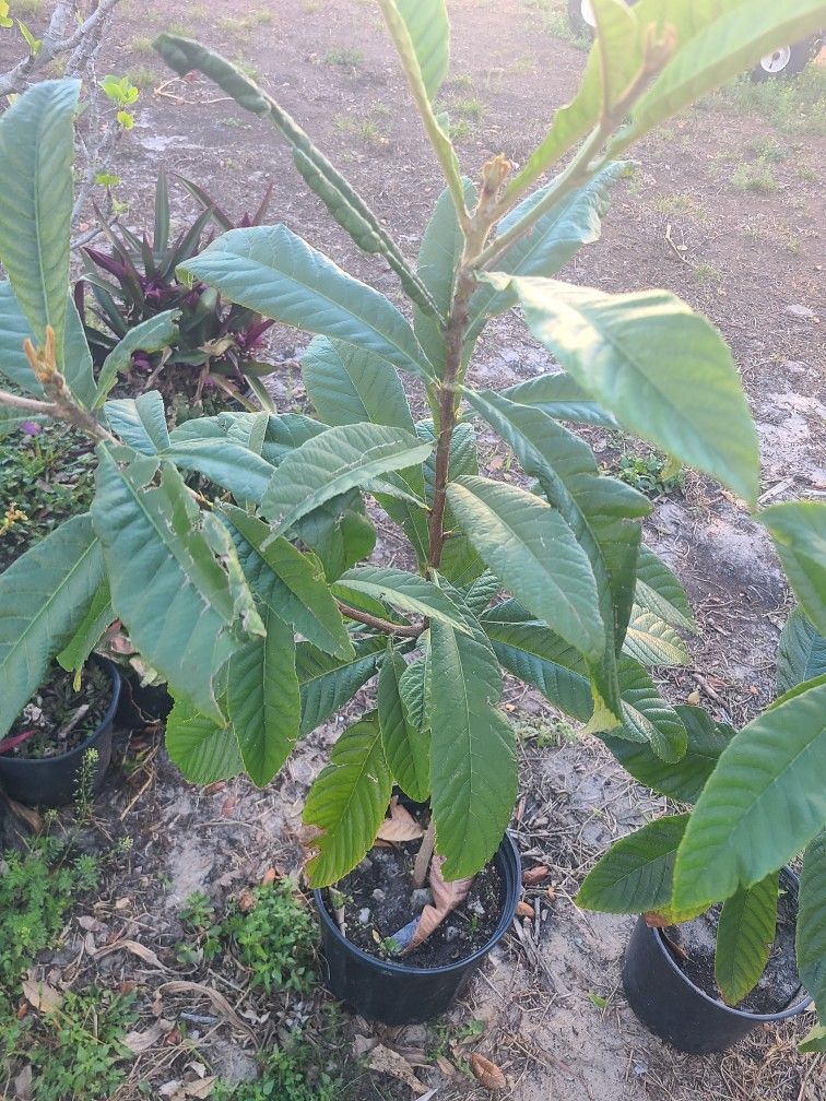 2 Loquet Tree