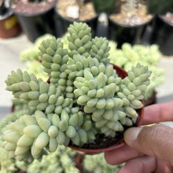 Donkey Tail Succulent 🪴🌺