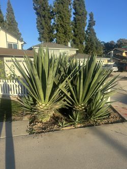 Agave plants