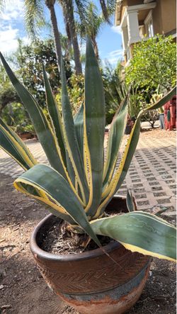 Medium variegated Agave. The pot is broken.