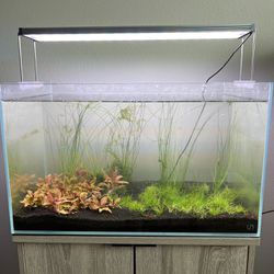 Aquarium Fish Tank Plant