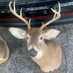 Taxidermy Deer!! $180!!