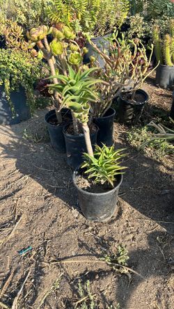 Climbing Aloe