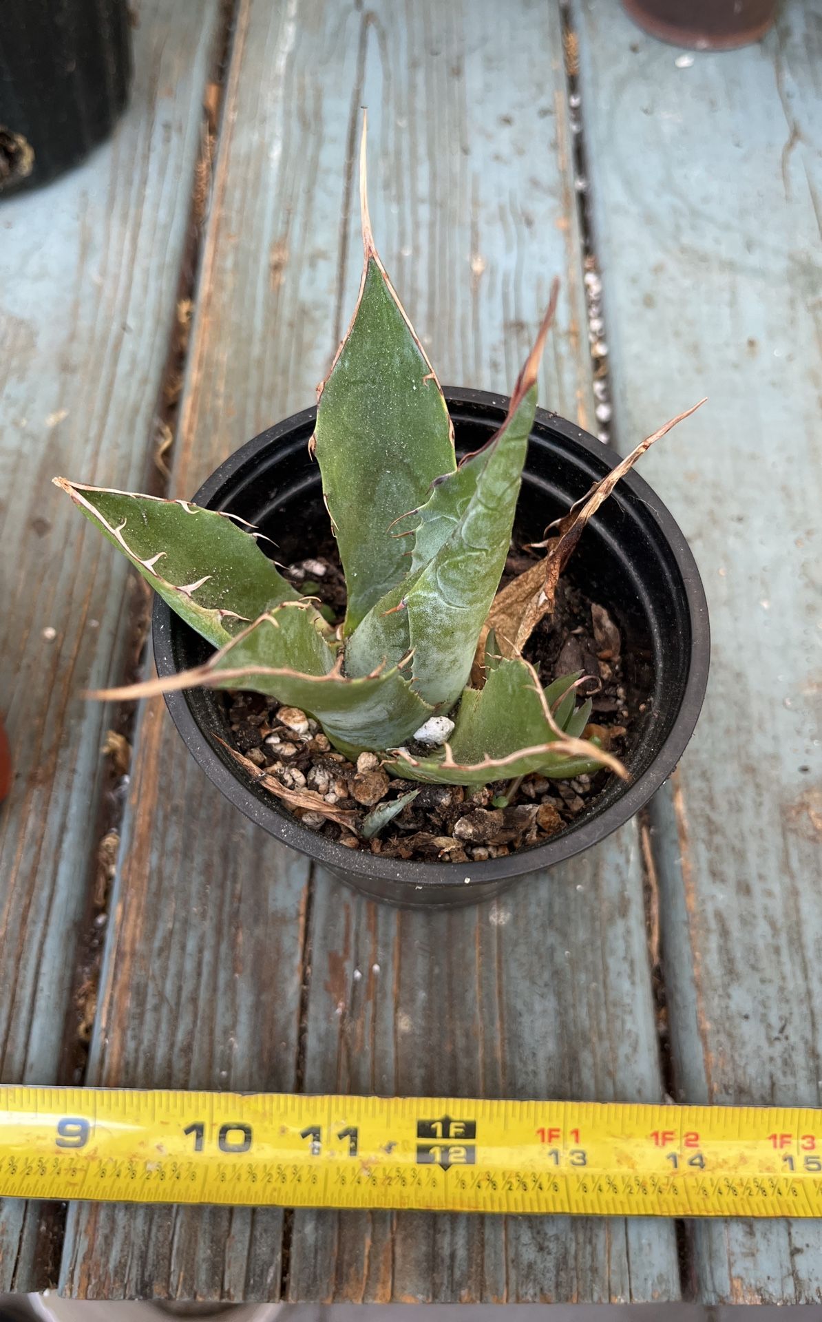 Agave Parrasana The Cabbage Head Agave